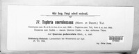 Taphrina caerulescens image